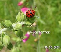 Chinesischer Marienkfer