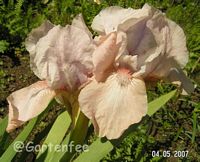 Iris cocotion 2007 (Kauf 2007)