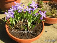 Iris cristata 2007 (Kauf 2006)