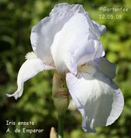 Iris  Ensata