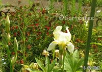 Iris flavescens   -   Foto von 2007 (gekauft 2003)
