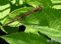 Frühe Adonislibelle 2008