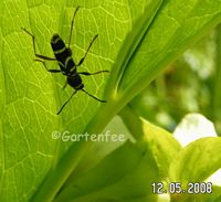 Gemeiner Widderbock im Mai 2008
