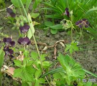 Geranium phaem - Wildart (braun)