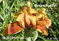 Iris media: Golden Muffin