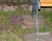 Die Drei von der Tankstelle ?