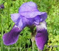 Iris media: Unbekannte in blauviolett
