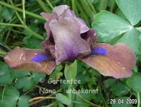 unbekannte Nana in Dunkelbraun