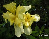 Iris flavescens   -   Foto von 2006 (gekauft 2003)