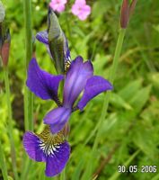 die bekannte Iris sibirica