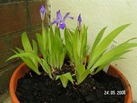 Iris cristata bleu - Foto von 2006