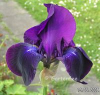 Iris dunkellila (D)  2008