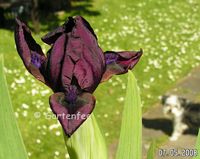 Iris nana in dunkelrot 2008