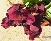 Iris in dunkelrot nochmal von oben 2008 mit zweiter Blte darunter