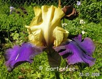 Iris gelb-lila  2008