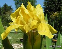 Iris nana in gelb  2008
