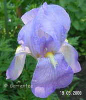 Iris in hellblau-violett 2008