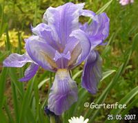 Iris pallida variegata 2007 (Kauf 2006)