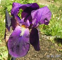 Samtige Schnheit in Violett (getauscht 2006)