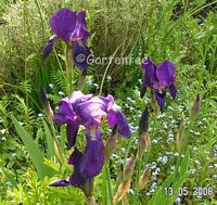 Iris violett von 2007 hat nun 2008 achtzehn Blütenknospen