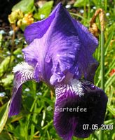 Iris elatior zweifarbig blaulila - helldunkel  2008