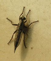 unbekannter Käfer bzw. Insekt