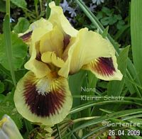 Nana Kleiner Schatz  2009