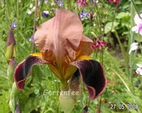 Iris Louvois Blte (B)  2008