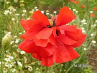 Seidenmohn in rot - mit doppelten Bltenblttern -  hier schon fast verblht. 