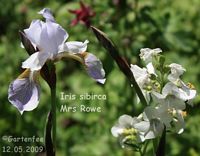 Iris Sibirca Mrs. Rowe