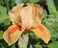 Nana Orange Tiger 2009