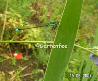 die Grosse Pechlibelle 2007
