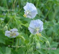 Geranium phaeum Alba 2008