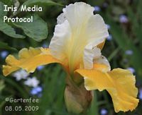 Iris media: Protocol