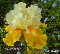 Iris Protocol 2007 (Kauf 2006)