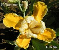 Iris protocol 2007 (Kauf 2006)