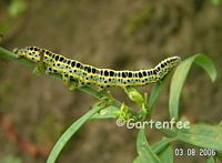 unbekannte Raupe 2006