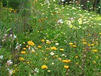 vorne Ringelblumen - im Hintergrund Spiegeleimargerite
