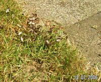 Die Gartenameise auf dem Hochzeitsflug