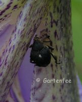 Schwertlilienrssler 2 - 2008