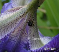 Schwertlilienrssler - 2008