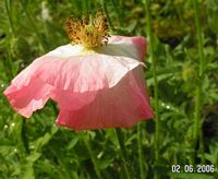 Seidenmohn rosa-weiss