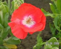 Seidenmohn rot-weiss