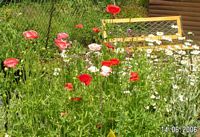 Seidenmohn rot-weiss