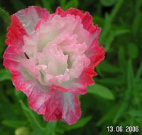 Seidenmohn rosa-weiss - hier sieht man besonders schn wo der Name herkommt