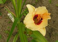 Siloam Shocker  - Foto von 2005