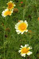 Blte der Spiegeleimargerite