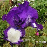 Iris Stepping out  2008