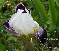 Iris Toelleturm Blüte (D)  2008