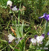 Iris Toelleturm (D)  2008